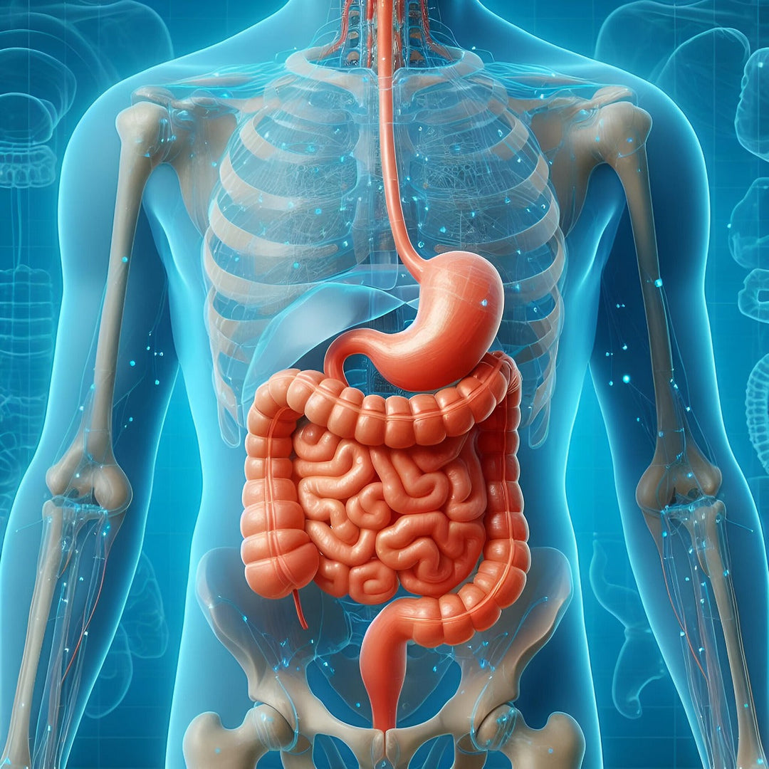 Herstellen van je darmflora na antibiotica: Wat je moet weten