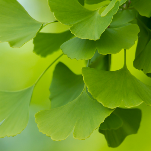 Ginkgo biloba: werking, gebruik en waar je op let
