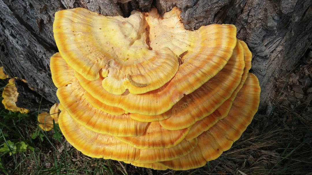 Hoe en hoeveel Reishi supplementeren? vorm nadelen Wat zijn de top 4 voordelen van de Reishi paddenstoel? Reishi paddenstoelen - De geneeskrachtige musshroom reishi paddenstoelen, reishi paddenstoel, hartritmestoornissen, geneeskracht