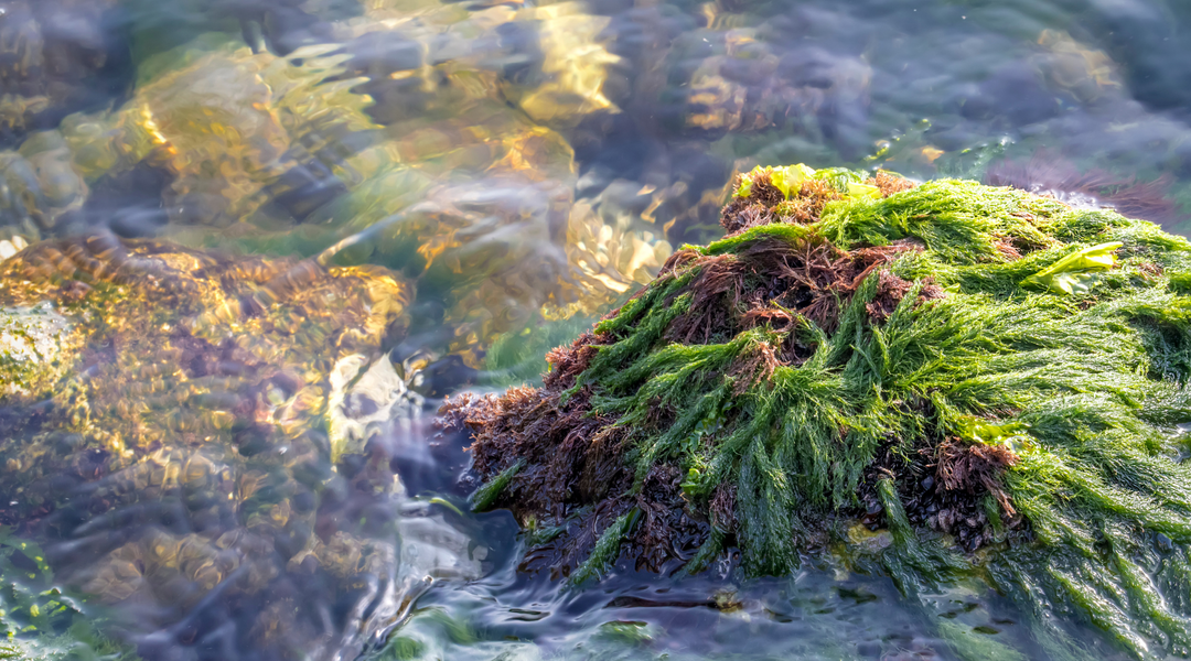 Sea Moss – De zomerboost voor je lichaam