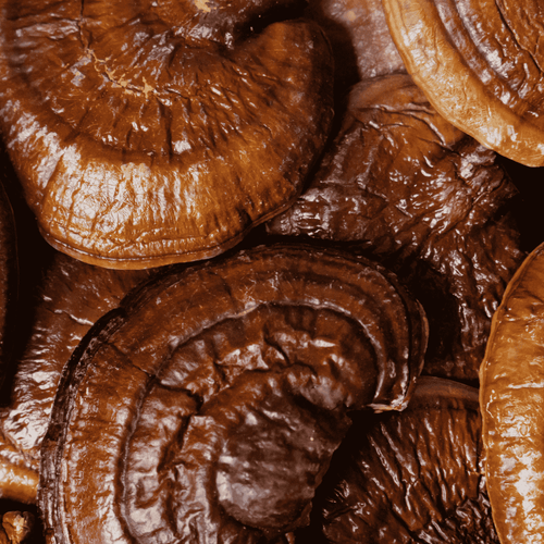 Reishi Paddenstoel: De Volledige Gids over de Paddenstoel van Onsterfelijkheid