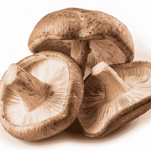 Shiitake: De Paddenstoel met een Wereld aan Voordelen