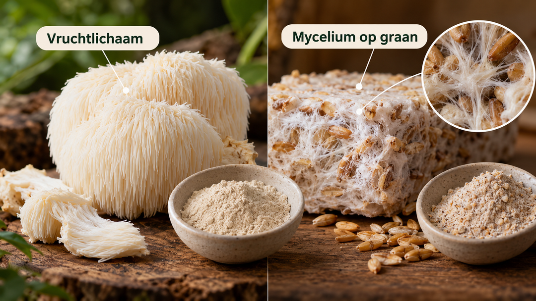Vruchtlichaam van een paddenstoel naast mycelium dat op graan is gekweekt