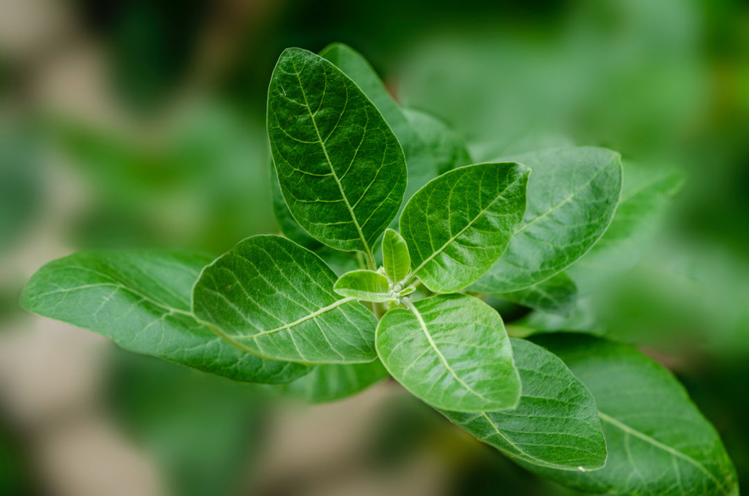 ashwagandha, koffie, voor vrouwen, wat doet, wat is, slapen, stress, rustgevend, ontspannen, bloeddruk, hoge bloeddruk, lage bloeddruk, vruchtbaarheid, mentale balans, fysiek, mentaal, adaptogeen