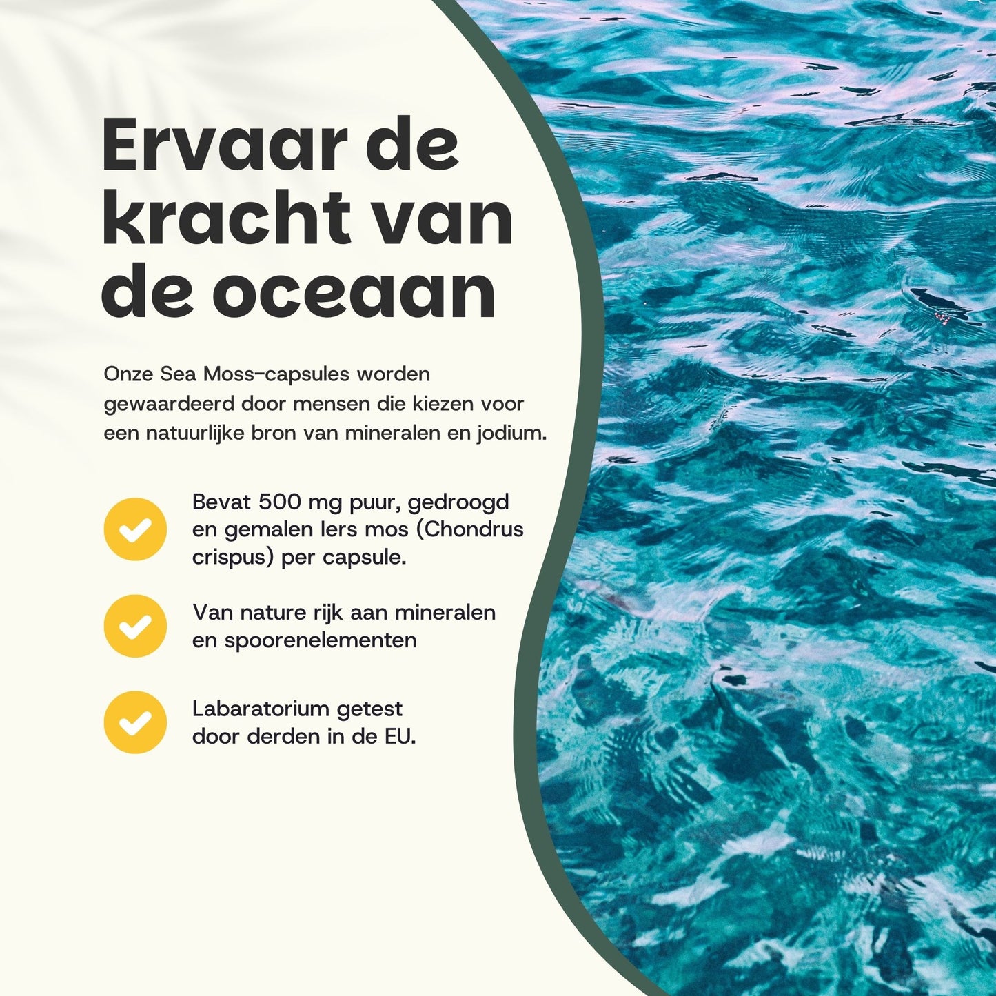 Biologische Sea Moss capsules goyu superfood supplement