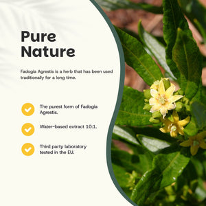 Fadogia Agrestis capsules goyu superfood supplement