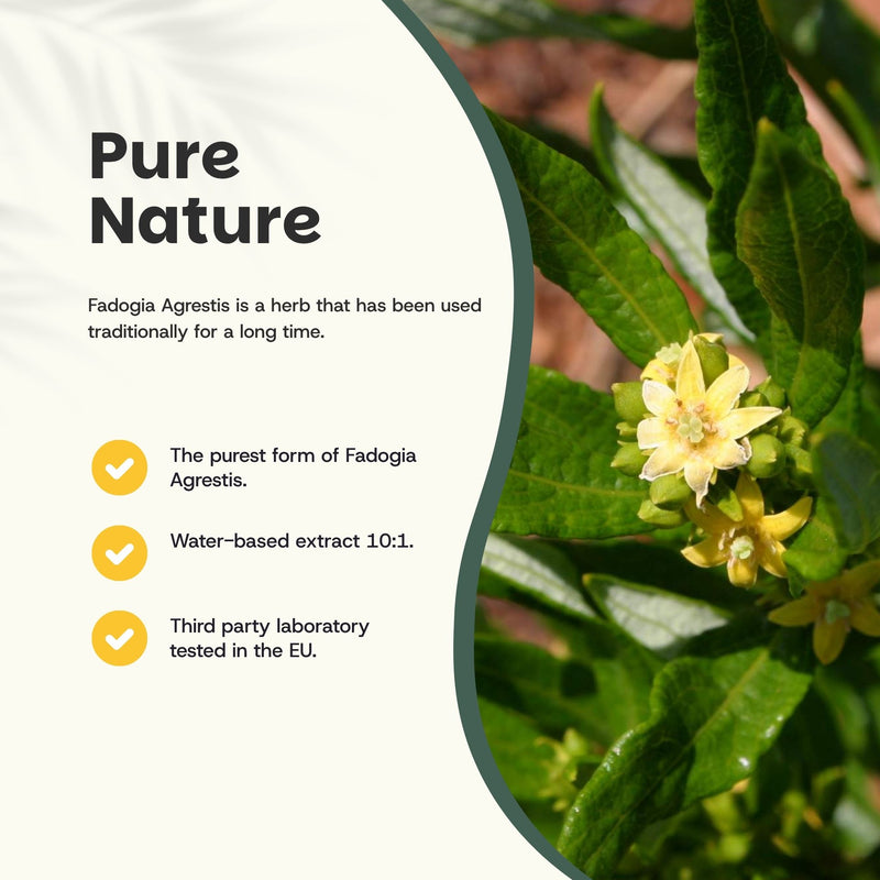 Fadogia Agrestis capsules goyu superfood supplement