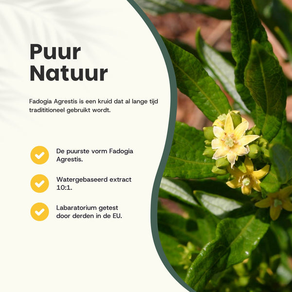 Fadogia Agrestis capsules goyu superfood supplement