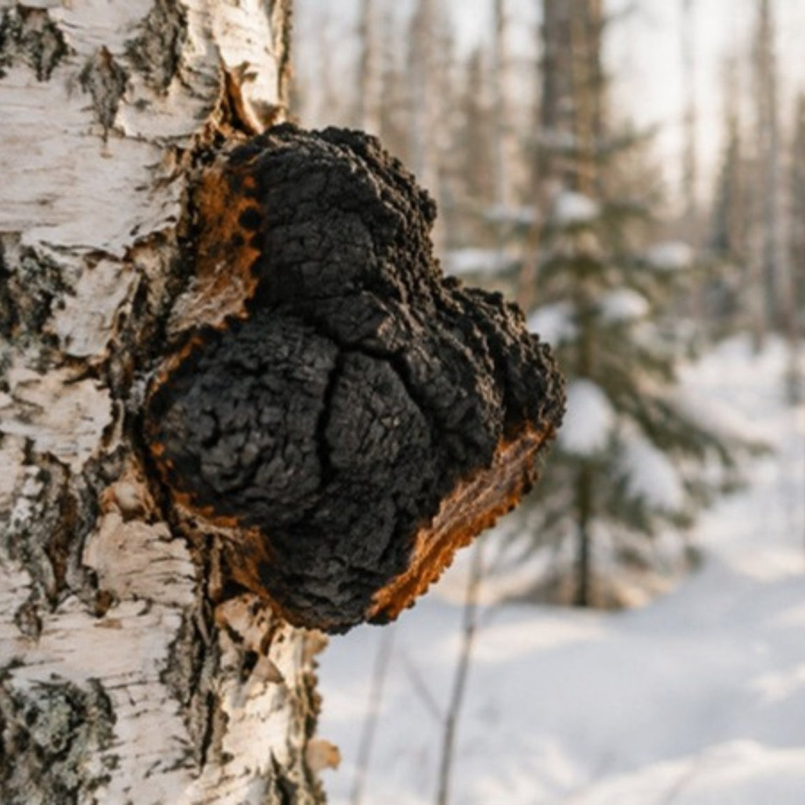 Chaga op een berkenstam in de sneeuw